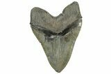 Serrated, Fossil Megalodon Tooth - South Carolina #324263-2